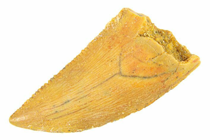 Serrated, Raptor Tooth - Real Dinosaur Tooth #294581